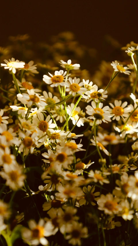 a close - up of daisies in sunlight