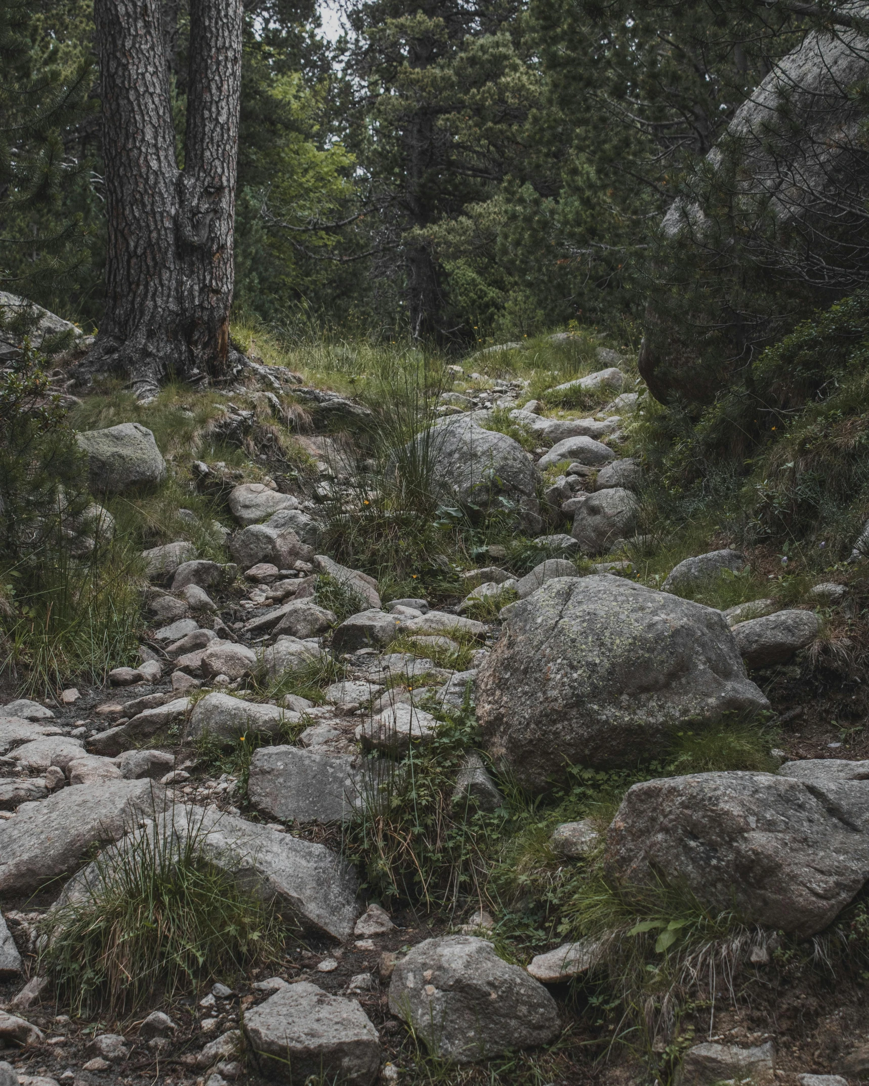 a rocky path with large rocks leads up a hillside