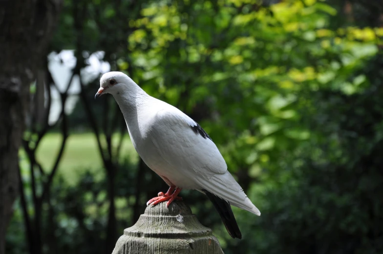 a white bird is standing on the top of a small pole