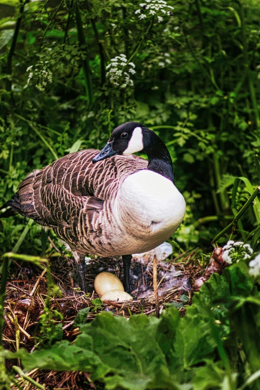 a brown and black bird with a white head sitting on top of a nest in some brush