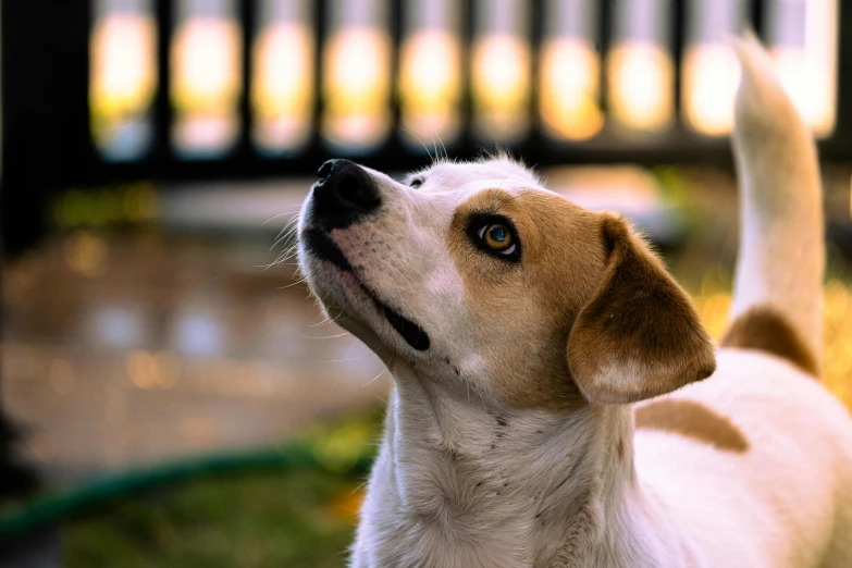 a white dog looking up at soing out front