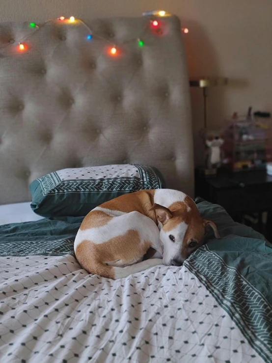 a dog that is laying down on a bed