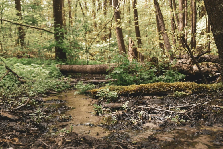 the dirt path is covered with moss and small trees