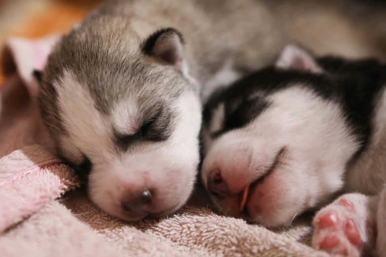 a close up of a small dog sleeping on a blanket