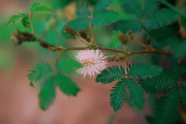 a nch of a tree with small green leaves