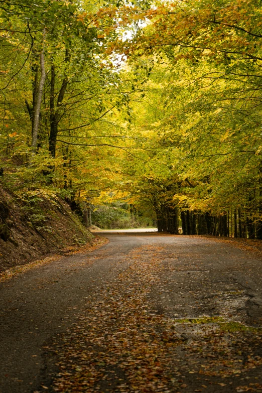 a road covered in leaves next to many trees