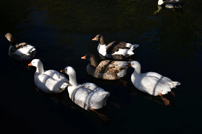 four geese in water with a bird on the bottom