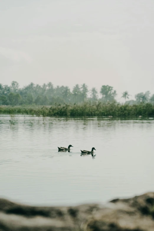 two ducks floating on top of a lake next to trees