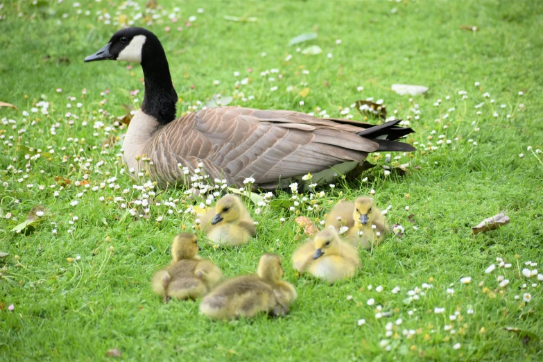 a canadian goose with her chicks on the green grass