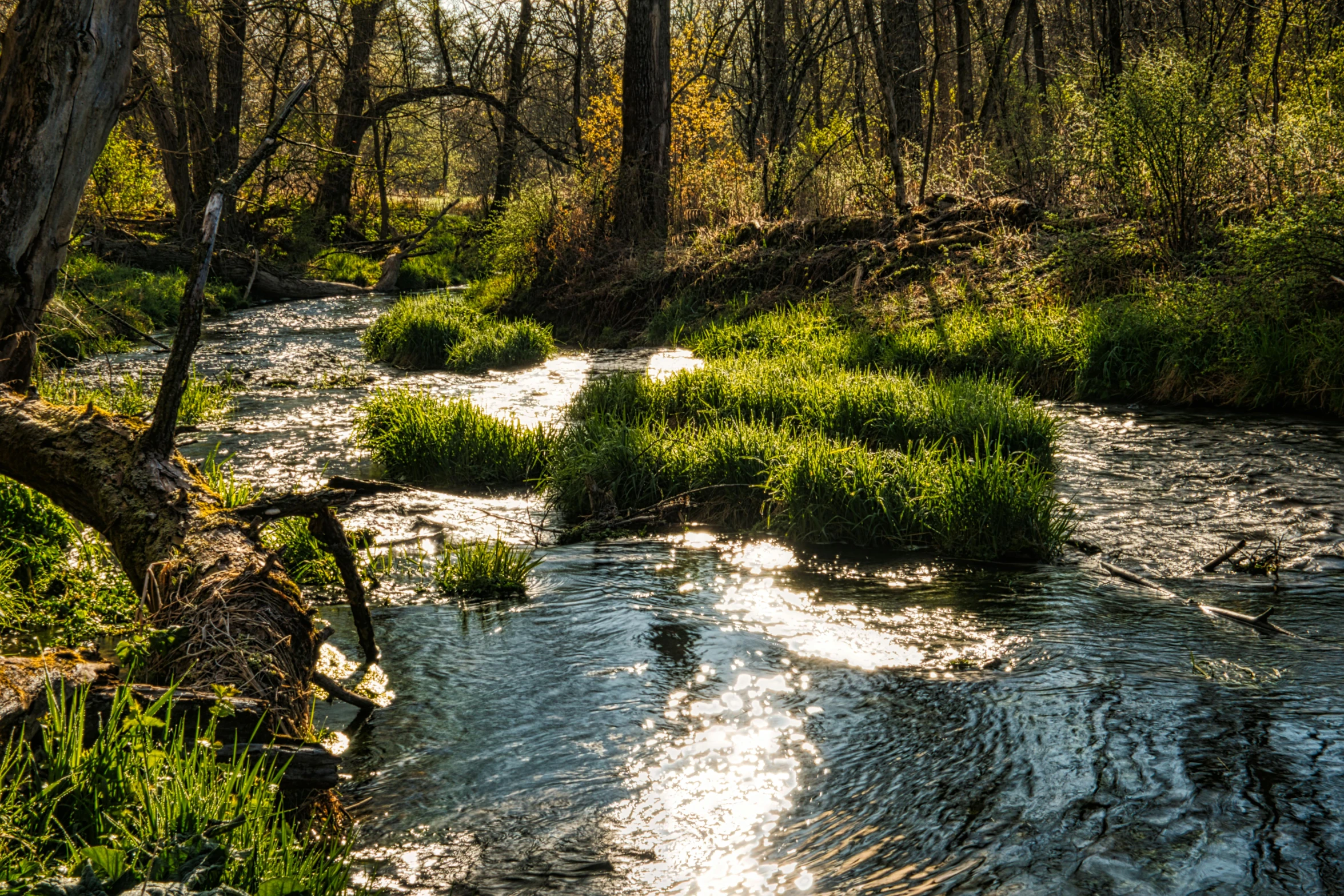 a stream with trees on the other side