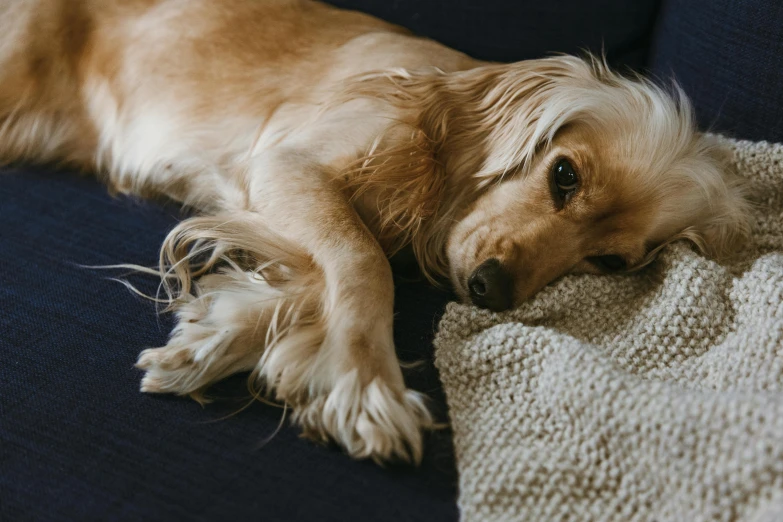 a dog is laying on its side on the couch