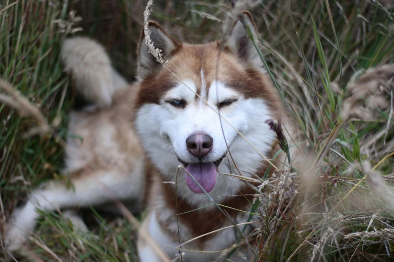 a dog laying in the grass near dry plants