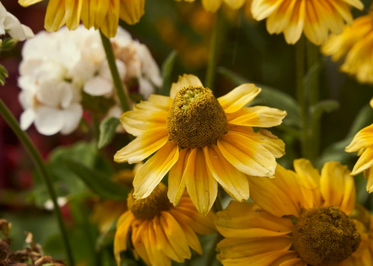 a large group of yellow flowers next to each other