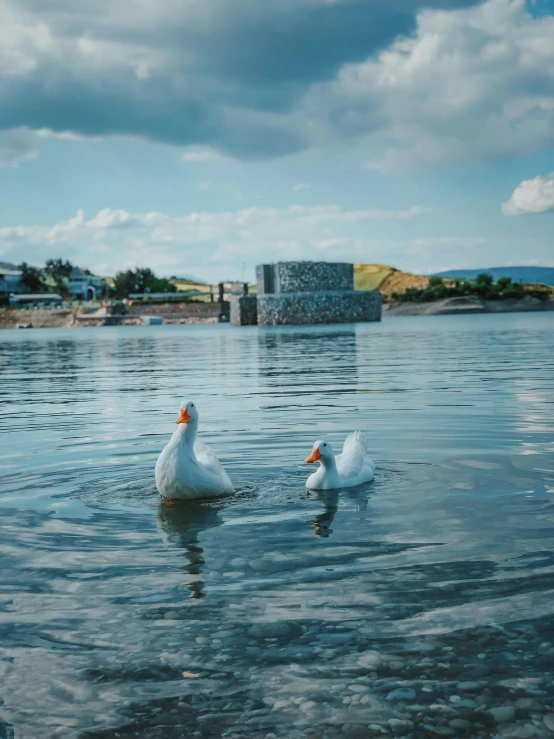 two ducks float in the water on a sunny day