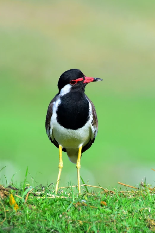 a small bird with a red beak is standing on a field