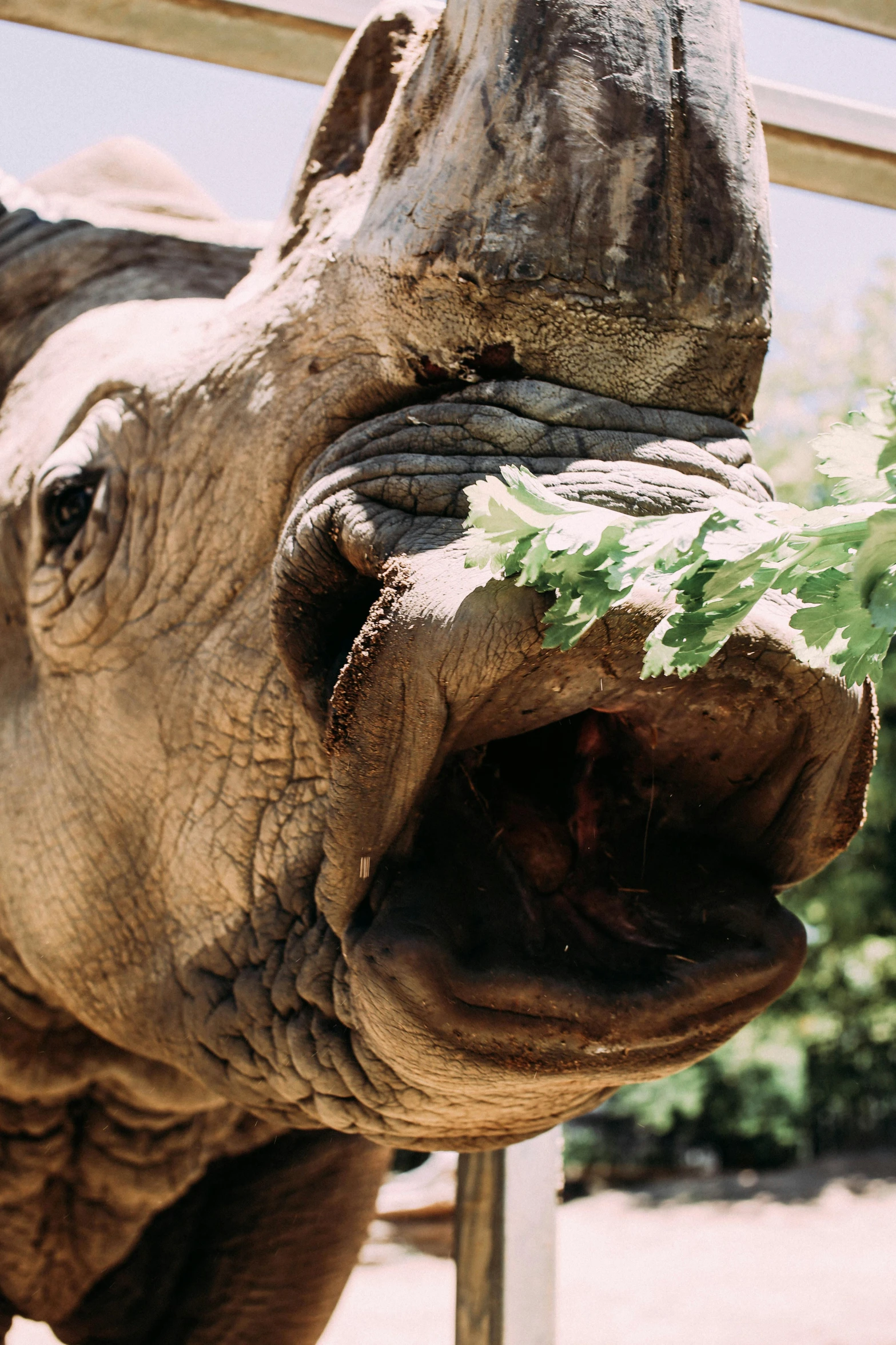 a rhino opening its mouth while eating leaves