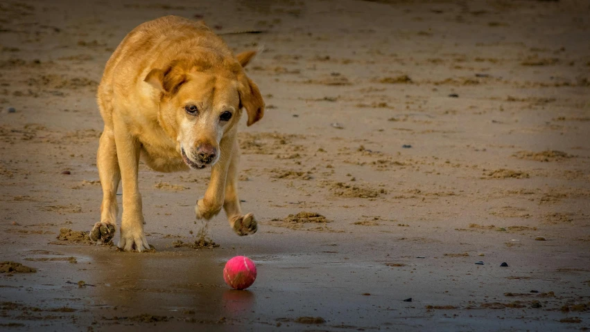 dog approaching a ball on the beach on a cold day