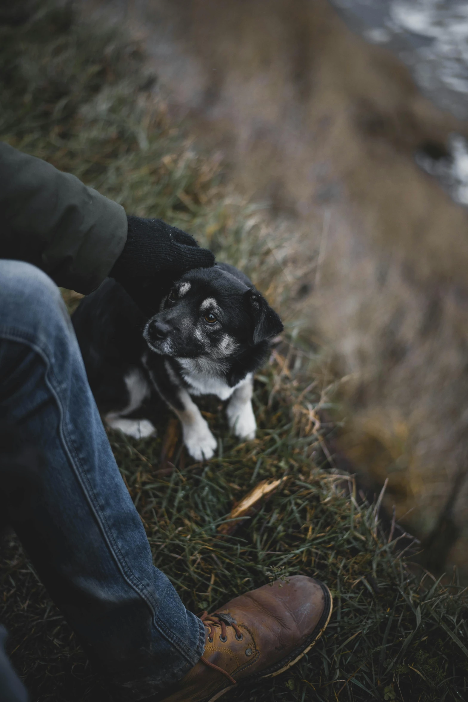 small dog looking at the camera while sitting on the ground