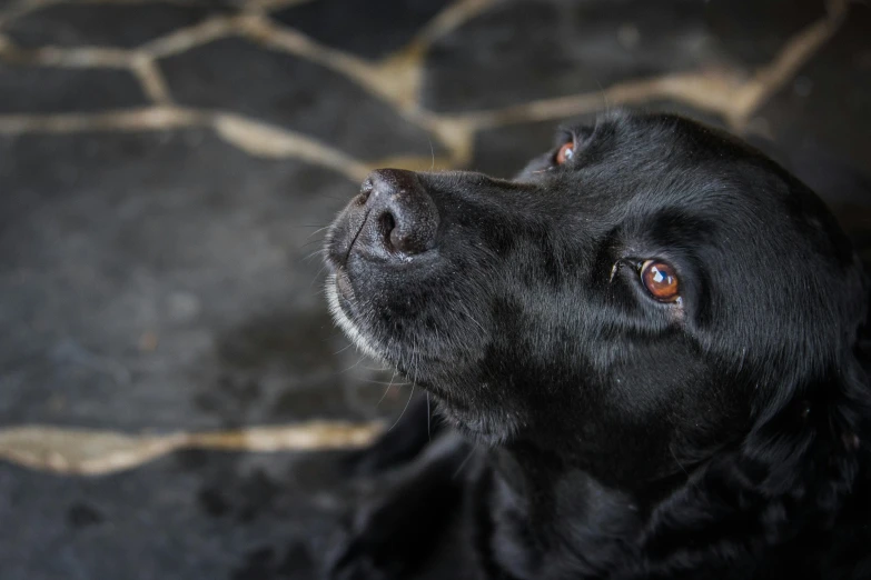 a dog sitting in the sunlight on a floor