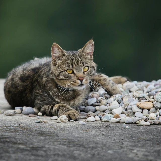 there is a grey tabby cat laying in gravel