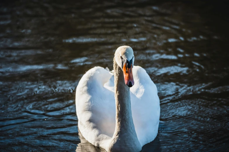 this swan is floating in the water with its head under his back