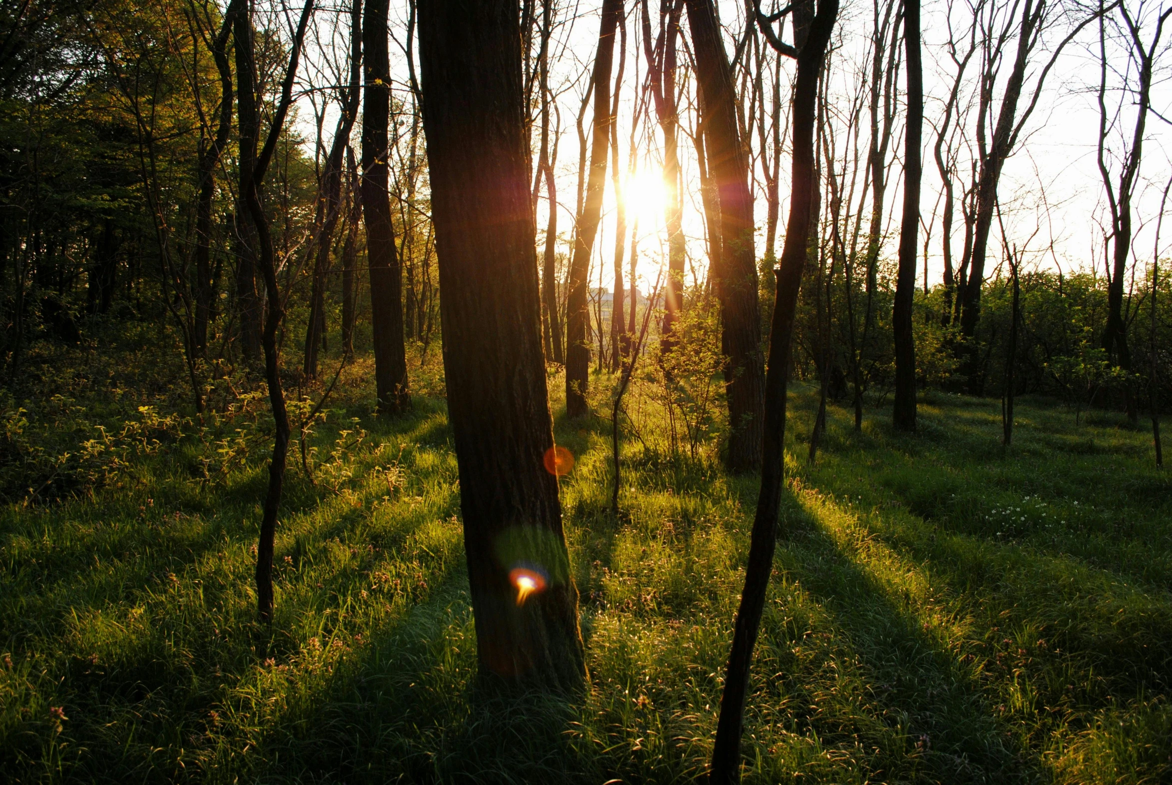 the sun sets in a forest on the horizon