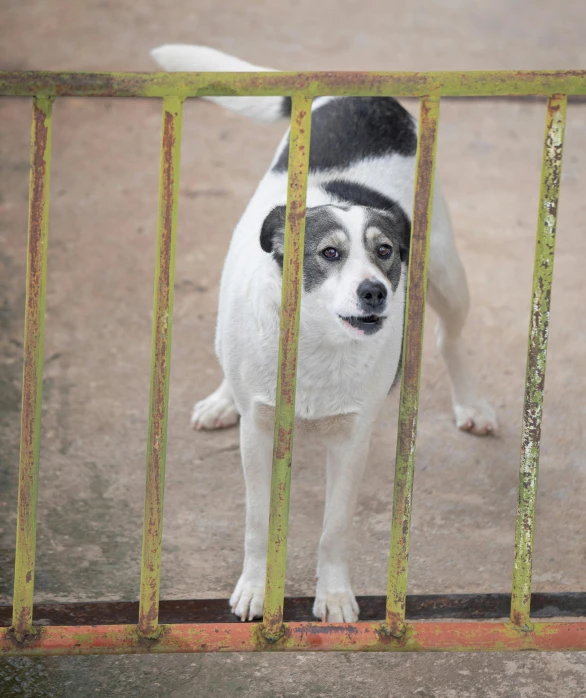 a dog that is behind a gate looking at soing