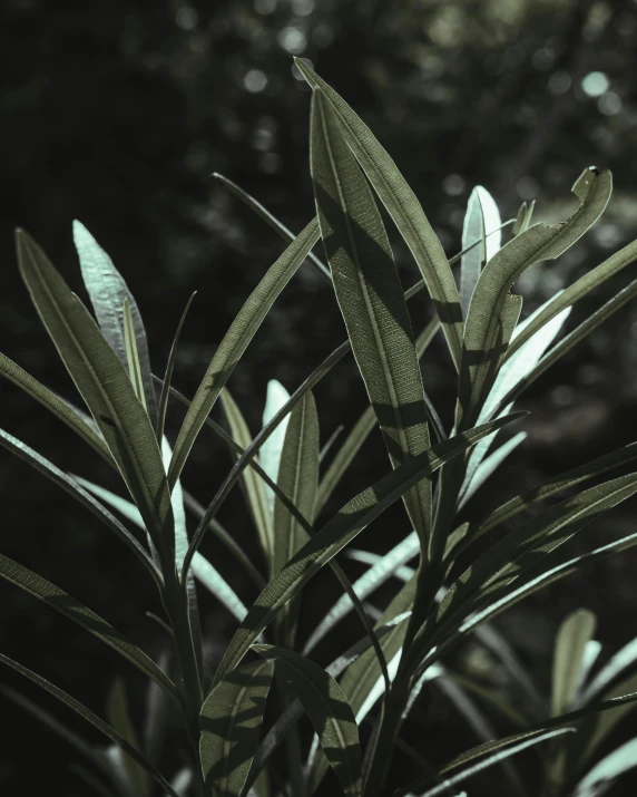 a plant that has very large green leaves on it