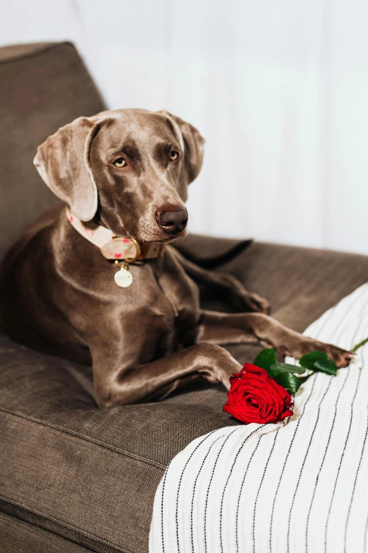 a dog that is laying down next to a rose