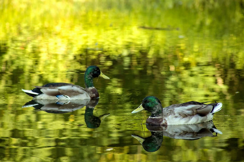 some ducks are sitting on the lake and floating