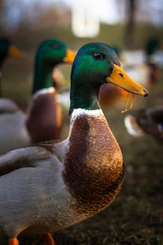 some ducks standing next to each other in a field