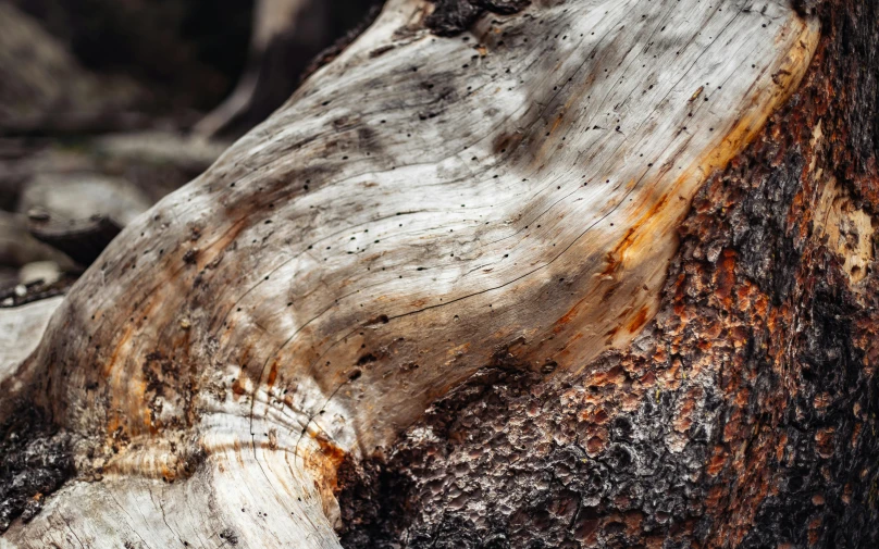 a tree that is being eaten and eaten by insects