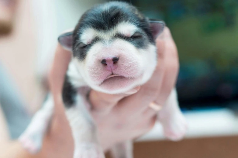 a woman holding a newborn husky in her arms