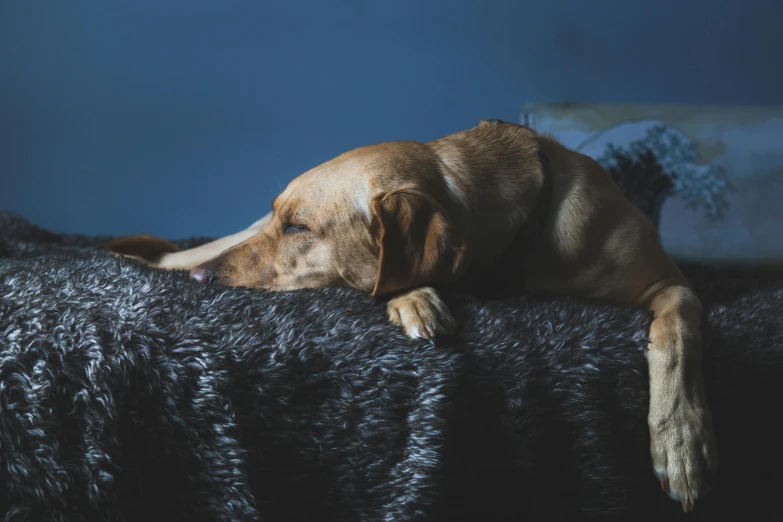 a dog sitting on top of a blanket