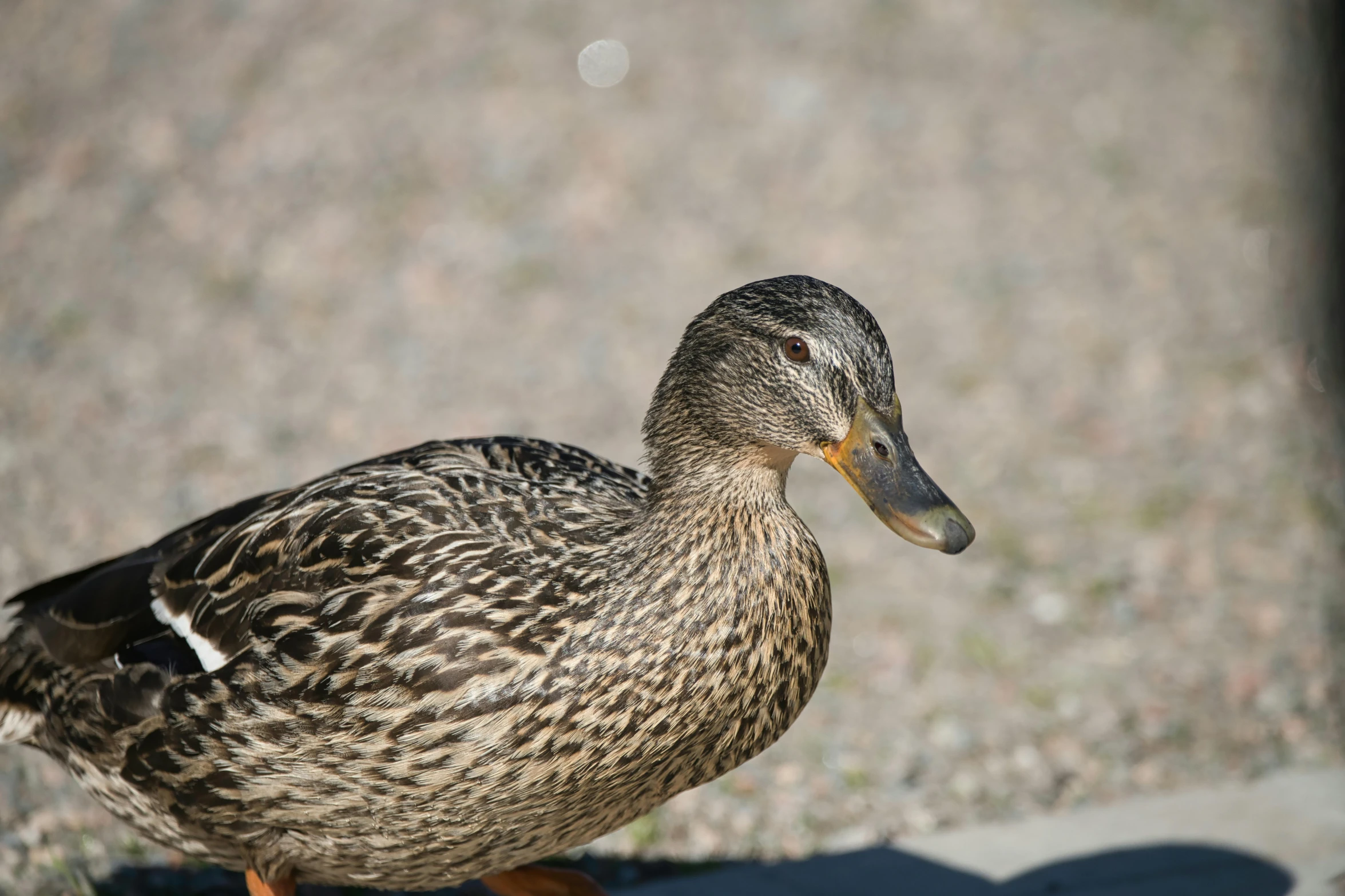 this is a duck walking along with its reflection