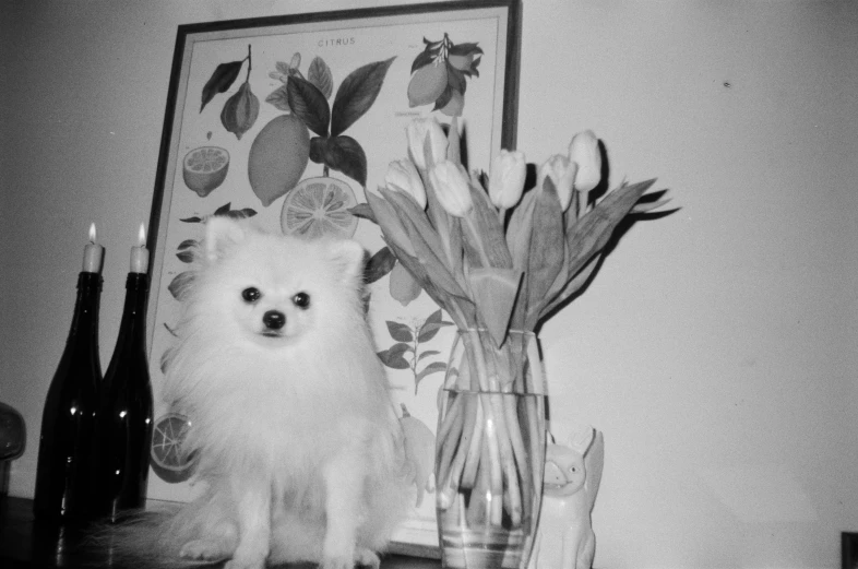 small dog sitting on table next to vase of flowers