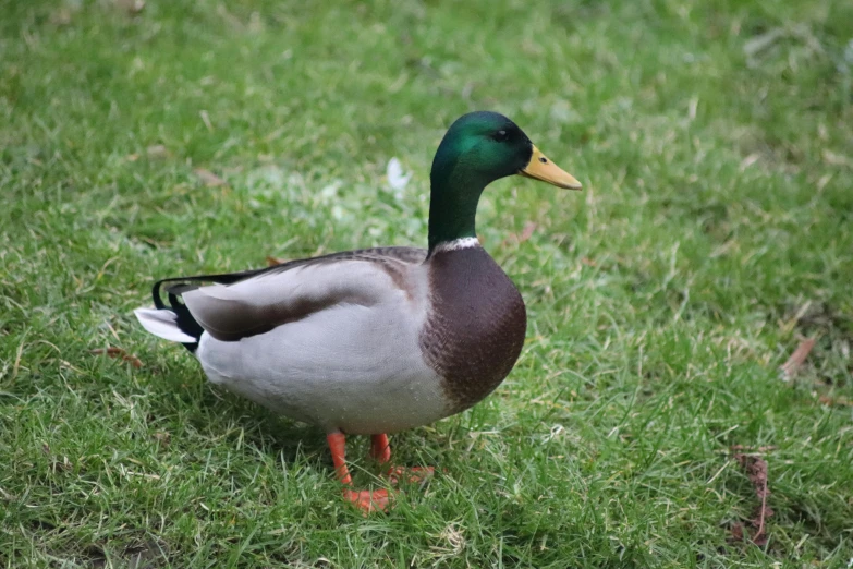 a duck is standing in the green grass