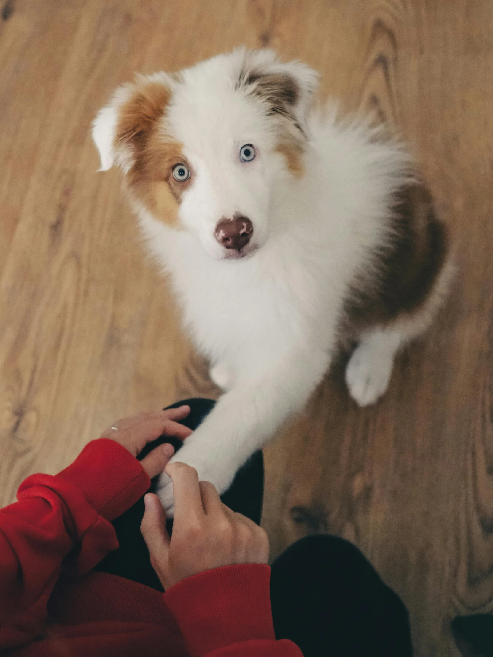 a person that is petting a small dog