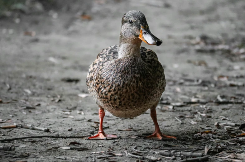 a duck looking to its left with an orange beak