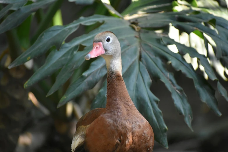 a bird is standing in a tree by itself