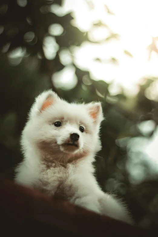 a small white dog sitting on top of a table