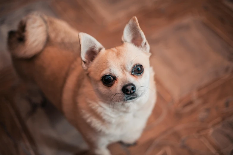 a dog looks up and sits on the floor