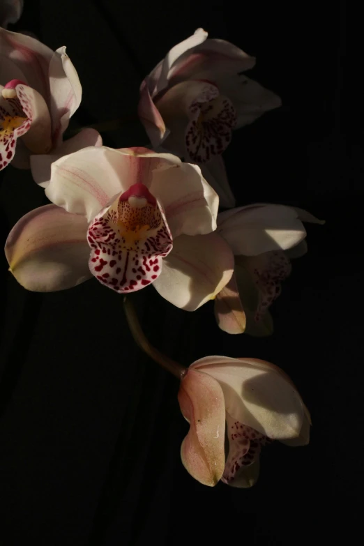 some pretty flowers on black background with bright light