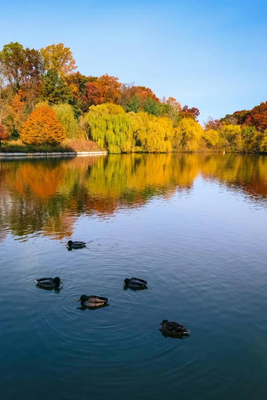 four ducks floating on top of a lake