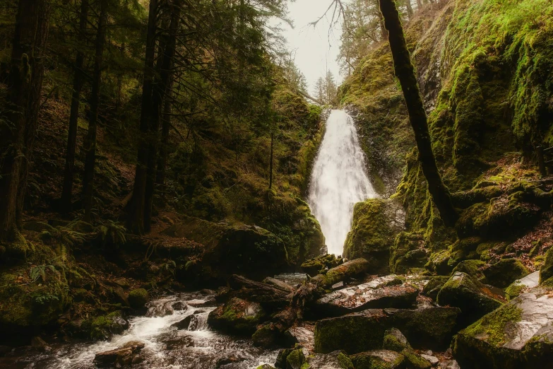 waterfall flowing from a low area into a forest