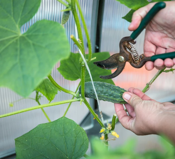 someone holds and trimming a large green plant