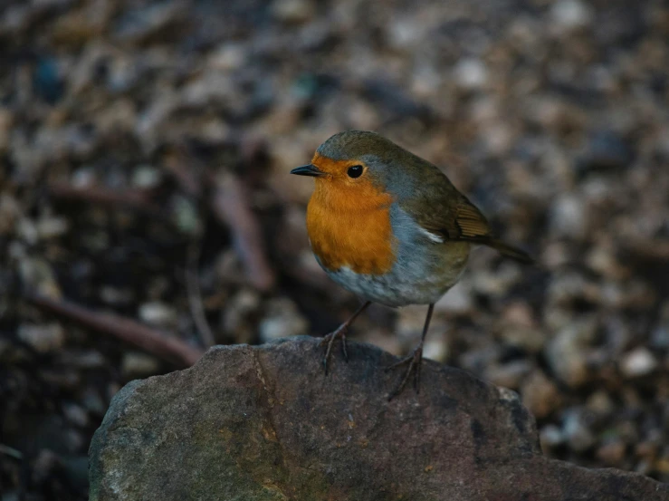 small bird standing on a rock near many brown pebble