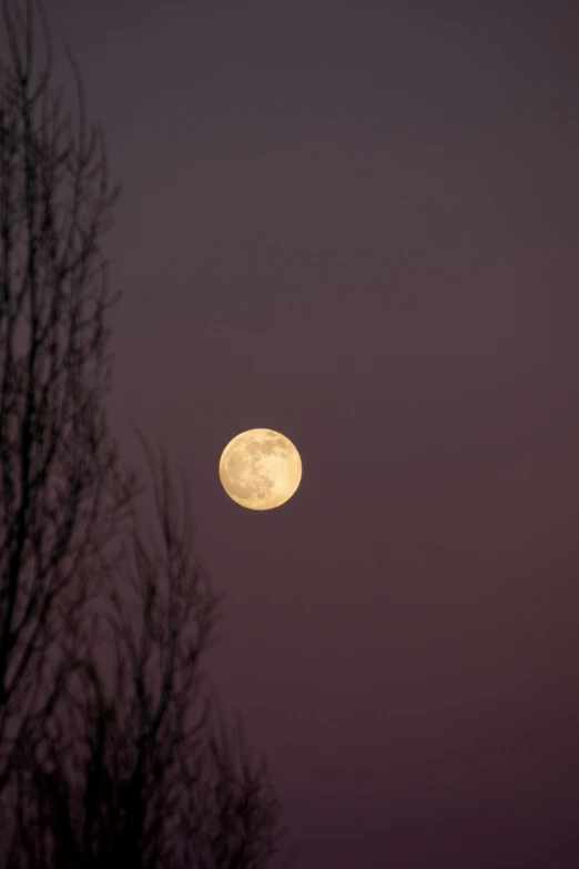 a full moon shines brightly over a tree in the sky
