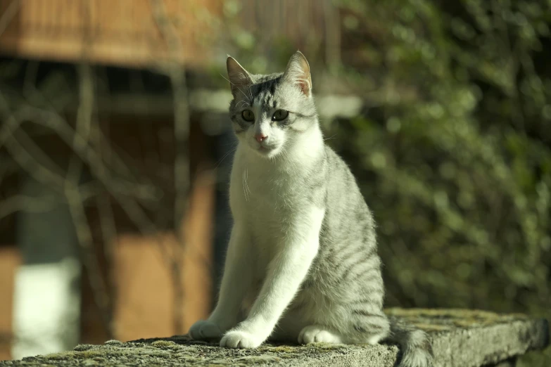 a cat sitting on top of a stone wall