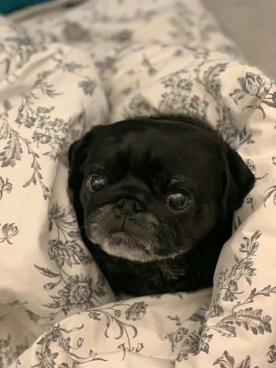 the small dog has a concerned look as he looks over his blanket